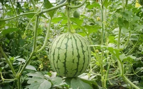 广佛吃瓜墙,揭秘城市生活百态的“民间窗口”