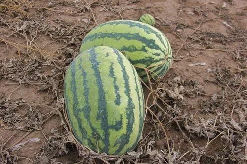 请吃瓜拍照,记录生活点滴