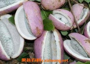 女人梦见吃八月瓜吃,女人八月瓜瓜食梦之旅