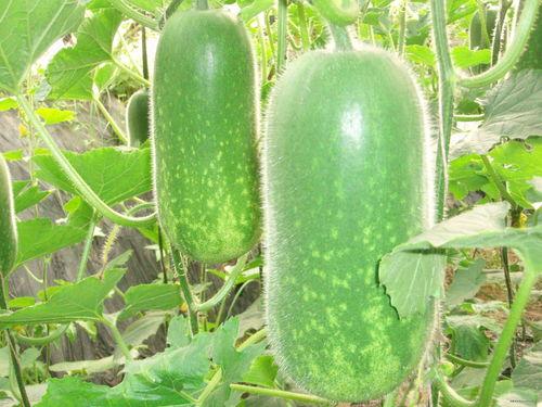 吃瓜合集截图高清,高清截图背后的娱乐真相揭秘