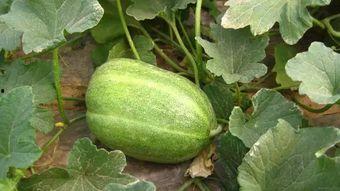 吃小白瓜的害处,揭秘食用不当的五大风险