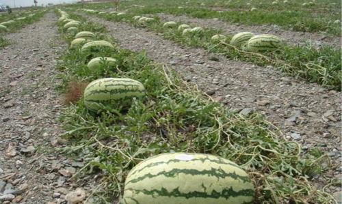 吃宁夏中卫石头瓜,宁夏美食之旅