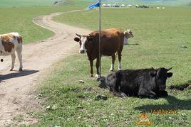 草原牛吃瓜,草原牛儿乐享瓜果盛宴