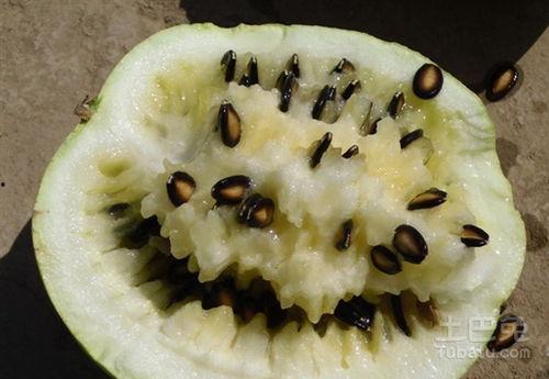 吃籽瓜长胖吗,吃籽瓜真的会长胖吗？揭秘籽瓜的营养与热量