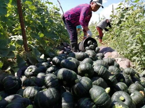 减脂期吃贝贝瓜,清爽贝贝瓜助你健康瘦身