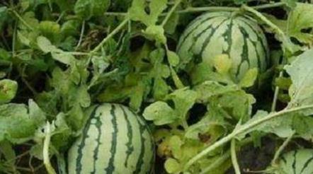 路边摘个瓜吃,路边摘瓜吃，体验别样夏日风情