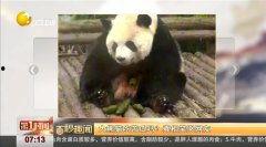 熊猫吃瓜的评论,揭秘动物界的“美食家”趣闻