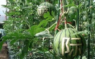 钟离雨吃瓜,揭秘娱乐圈幕后真相