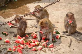 狗猴子吃瓜,趣味横生上演动物版“欢乐喜剧人”