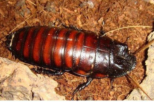 带你吃瓜奇葩蟑螂,带你揭秘令人瞠目结舌的奇葩蟑螂世界