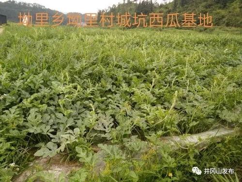 活得精彩吃瓜群众,成为吃瓜群众的焦点