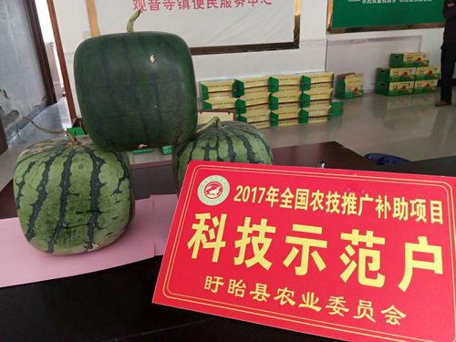 吃瓜引佛,揭秘佛学智慧在日常生活中的奇妙应用