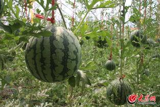 秧歌吃瓜,一场别开生面的民俗体验之旅