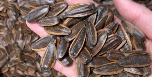 瓜宝宝可以吃瓜子吗,宝宝能否享受美味瓜子之旅？