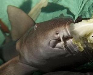 鲨鱼视频吃瓜图片大全