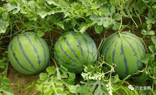 玄武桥边吃瓜,夏日闲谈趣事多