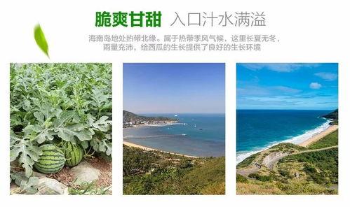 冬天吃反季节的瓜,揭秘反季节瓜果的甜蜜诱惑