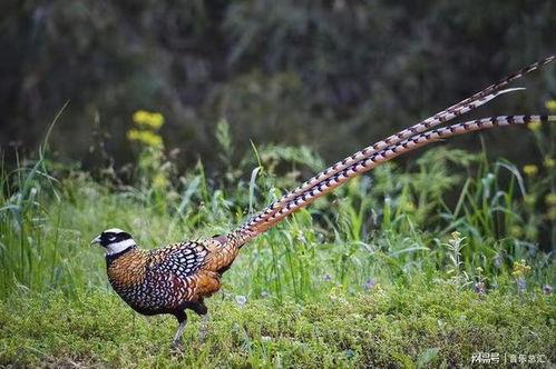 野鸡吃地里的瓜,瓜田里的生态奇观