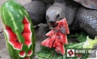 动物吃瓜种子是什么,自然界的奇妙循环