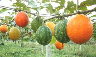 宝宝吃吊瓜的好处,吊瓜营养益处大盘点