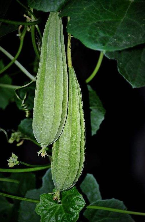 海南八棱瓜怎么吃,海南八棱瓜的多彩食法探索