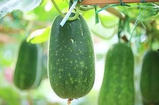 吃三瓜的视频,探寻夏日消暑佳品