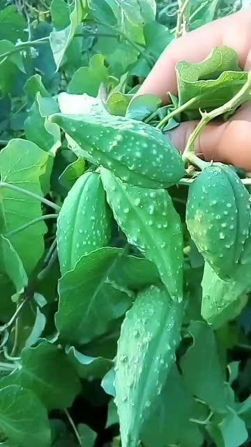 瓜毛可以吃的植物,瓜毛可食植物的多样魅力