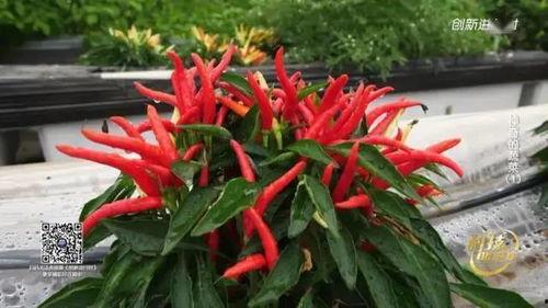 带你吃瓜过年啦图片