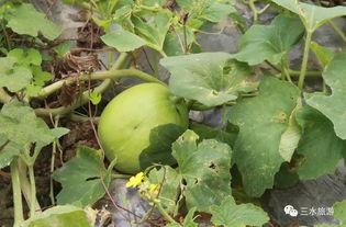 琳瑯吃瓜,揭秘娱乐圈幕后故事