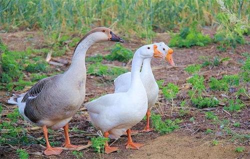 吃瓜幸运鹅合集,趣味横生的美食之旅