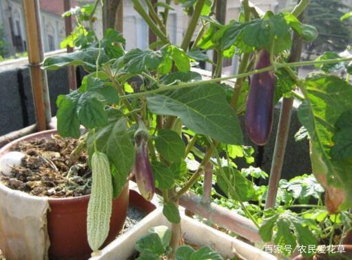 夏天吃叶还是瓜,叶与瓜的完美搭配，夏季饮食新主张