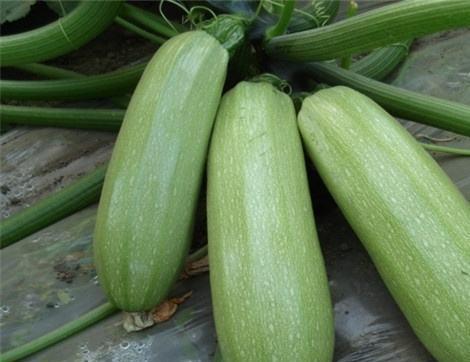 小白瓜吃有什么好处