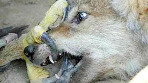 大头狼吃瓜视频