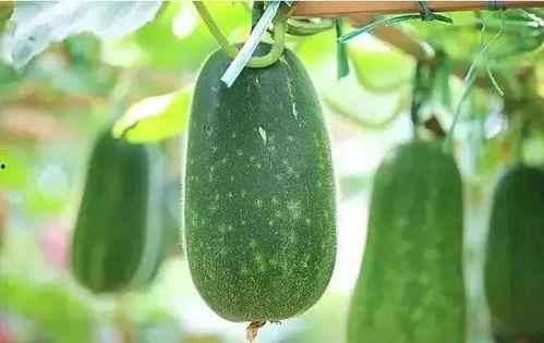 博士吃瓜的文章,揭秘娱乐圈那些不为人知的幕后故事