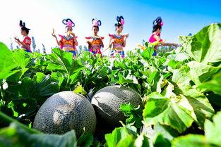 飞天小桃吃瓜,飞天小桃的瓜田奇遇记