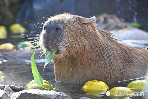家里大水豚吃瓜