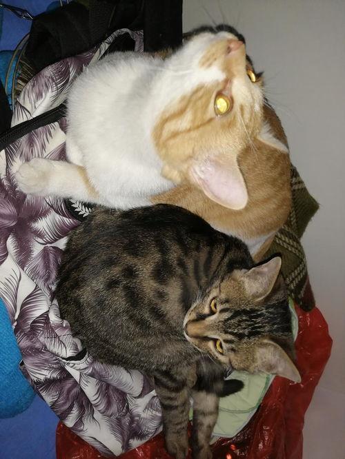 吃瓜猫创作,揭秘娱乐圈那些不为人知的幕后故事