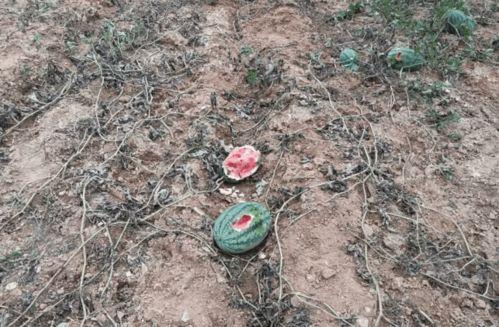 瓜哥吃瓜野猪,野猪成“瓜界”新宠