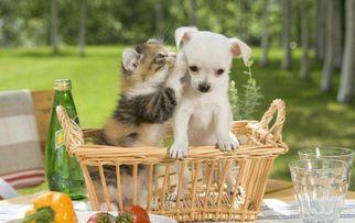 带你吃瓜养宠物图片,带你领略“吃瓜”宠物的萌态瞬间