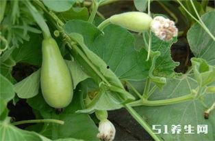 贝贝瓜糖尿病人可以吃吗,糖尿病患者的健康选择？