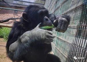 动物吃瓜集锦图片