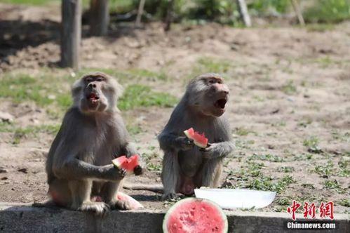 动物吃瓜吧原版,揭秘原版吃瓜吧的趣味瞬间