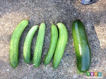 吃瓜有趣事1,揭秘娱乐圈幕后花絮