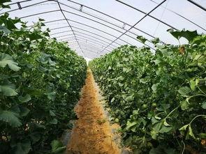 吃瓜盟主山西,吃瓜盟主探寻美食之旅