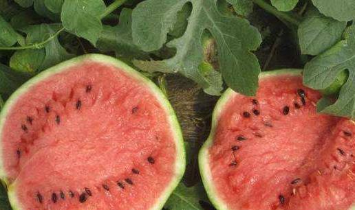 普通大众怎么吃瓜,揭秘网络热点背后的全民狂欢