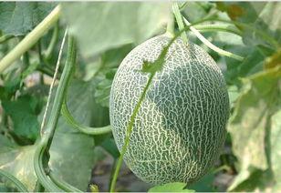 一二吃哈密瓜,甜蜜滋味，共享美好时光