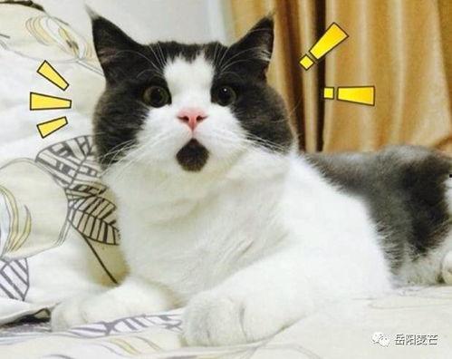 岳阳吃瓜视频,揭秘当地美食文化盛宴