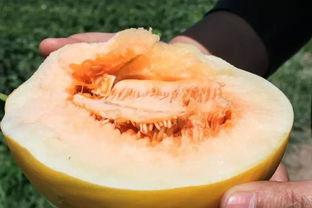 香甜多汁小蜜瓜怎么吃