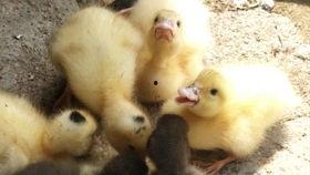 鸭子吃洋瓜吗,一场意外的美食邂逅