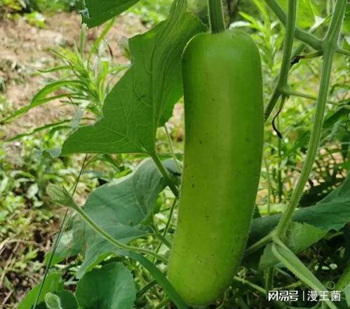 吃瓜就爱吃瓜,揭秘瓜界美食盛宴